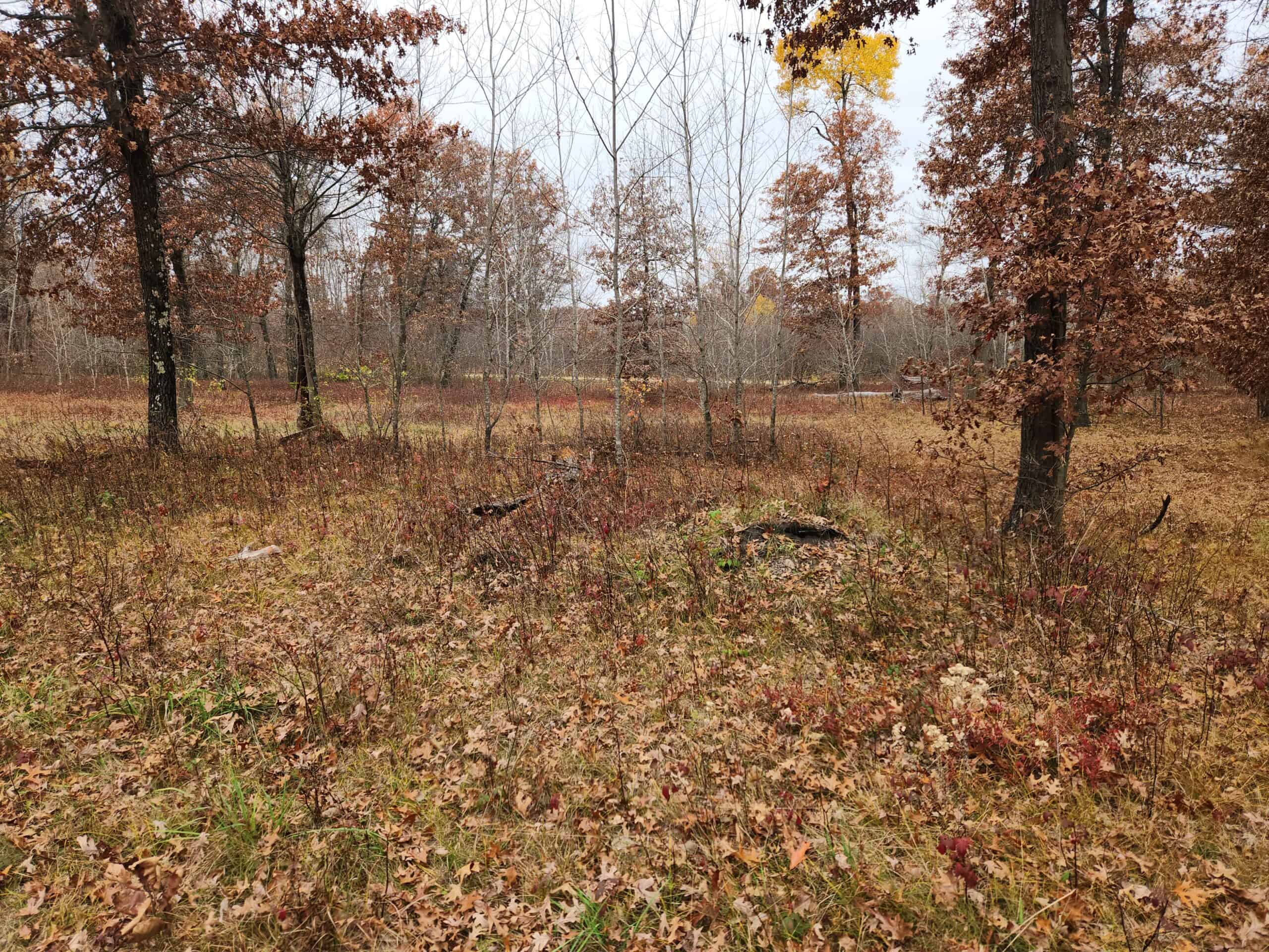 65 Acres in Adams WI to Hunt, Build and Camp