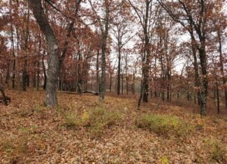 65 Acres in Adams WI to Hunt, Build and Camp
