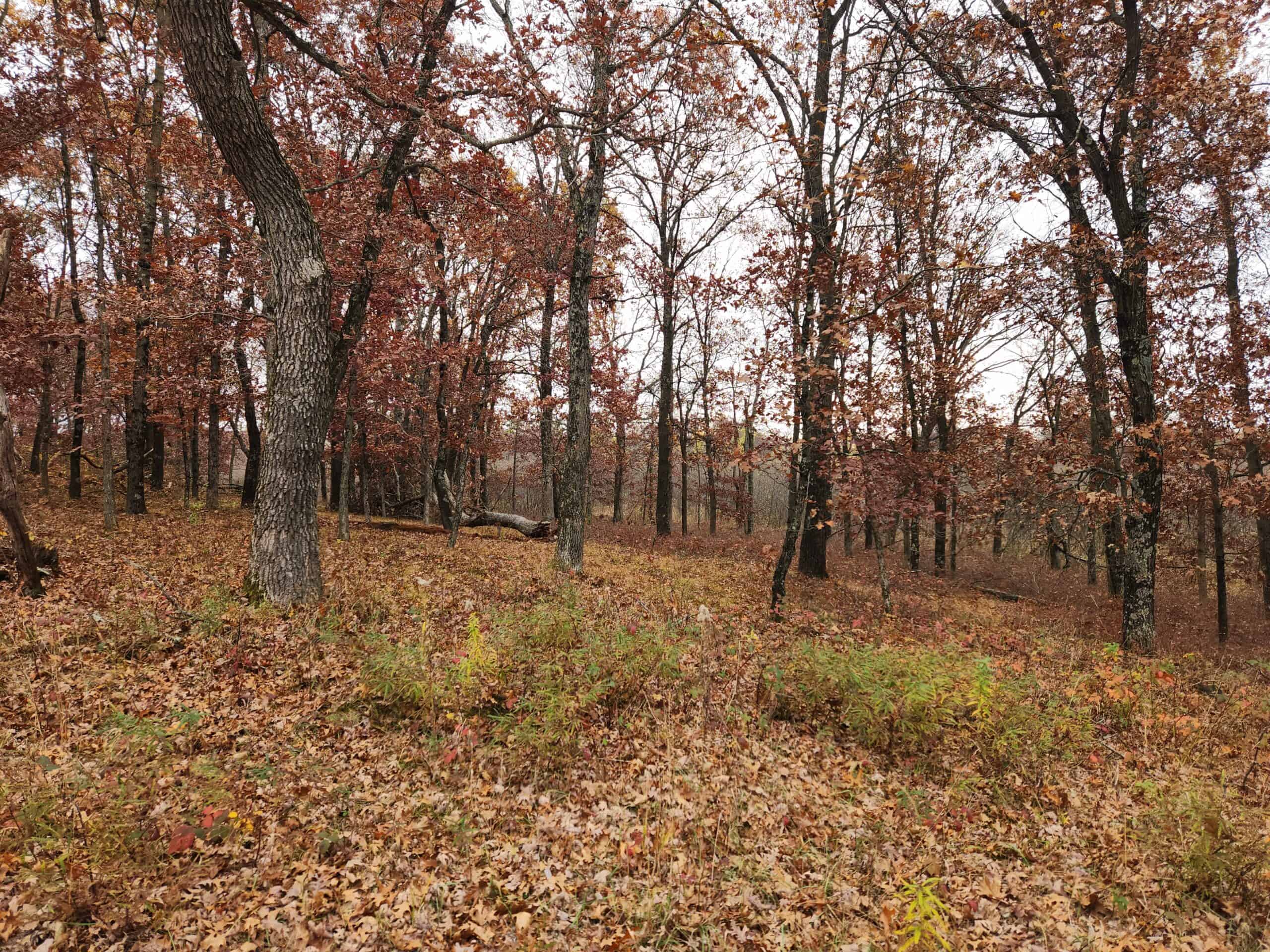 65 Acres in Adams WI to Hunt, Build and Camp