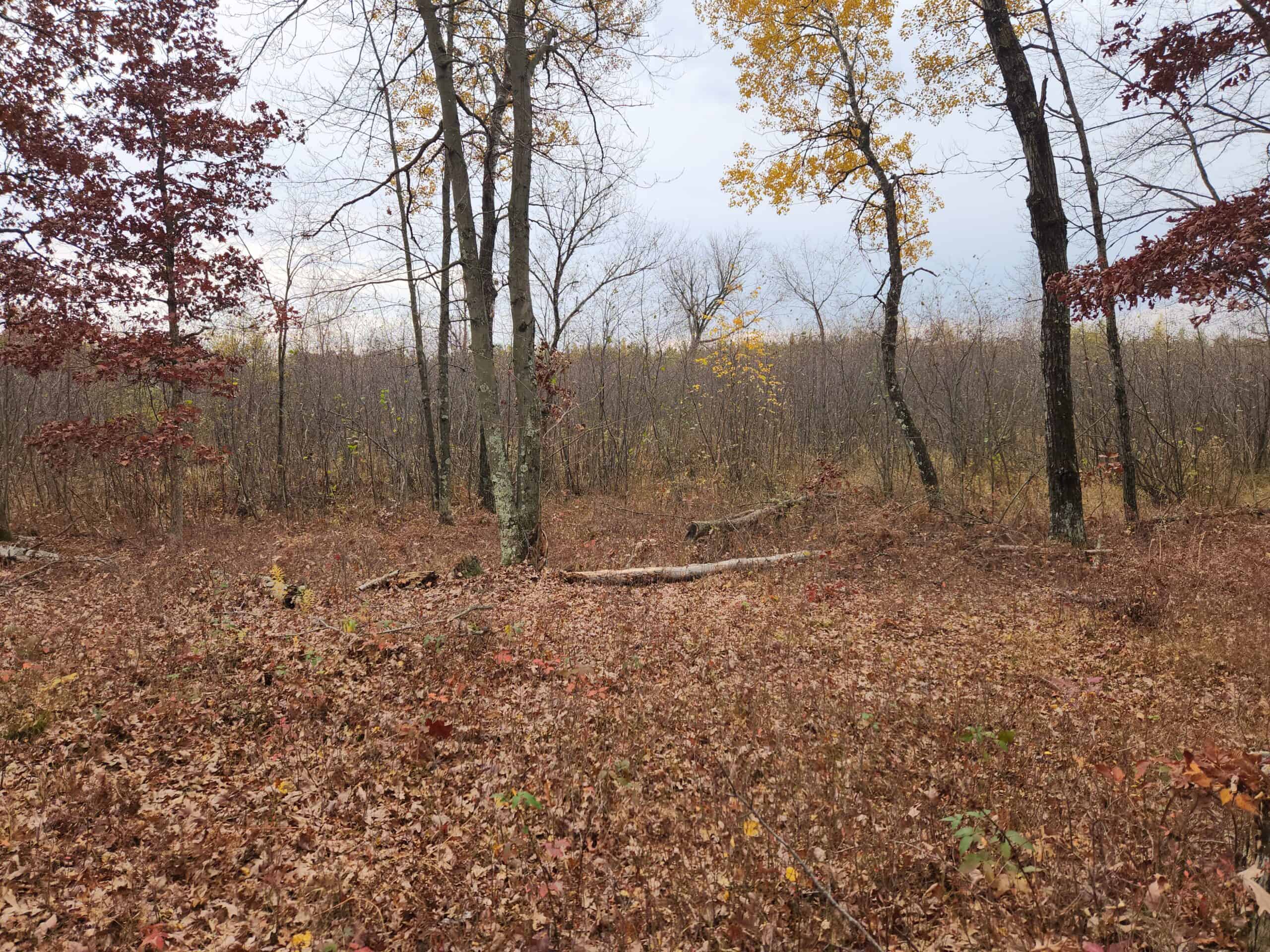 65 Acres in Adams WI to Hunt, Build and Camp