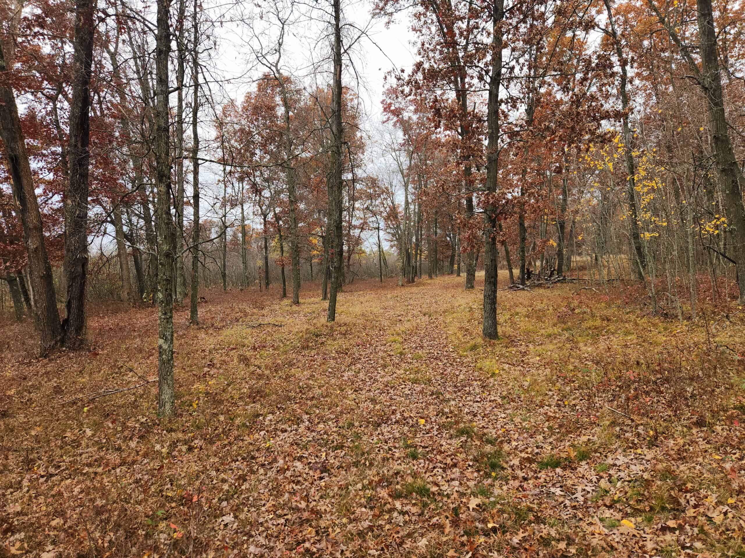 65 Acres in Adams WI to Hunt, Build and Camp