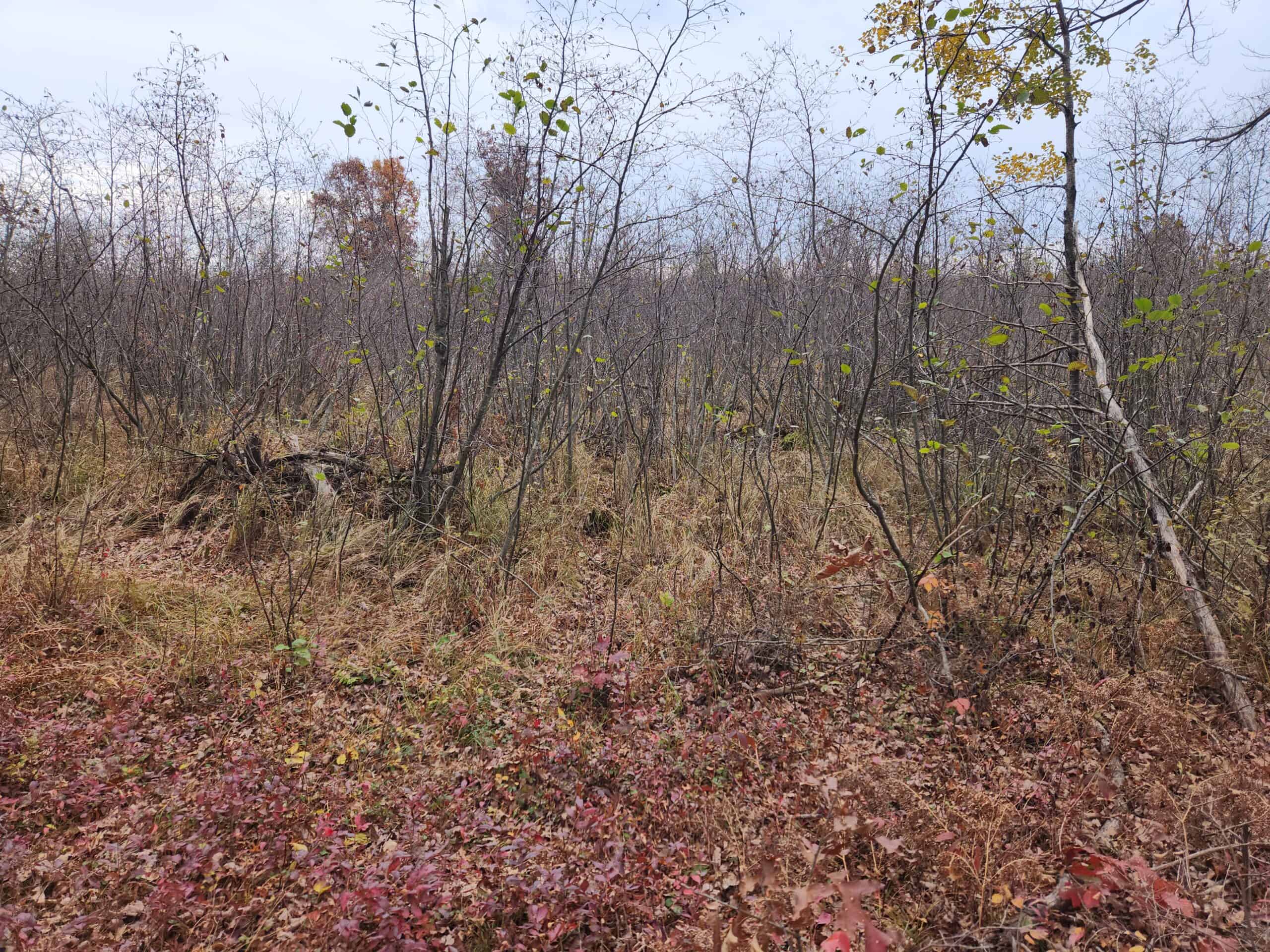 65 Acres in Adams WI to Hunt, Build and Camp
