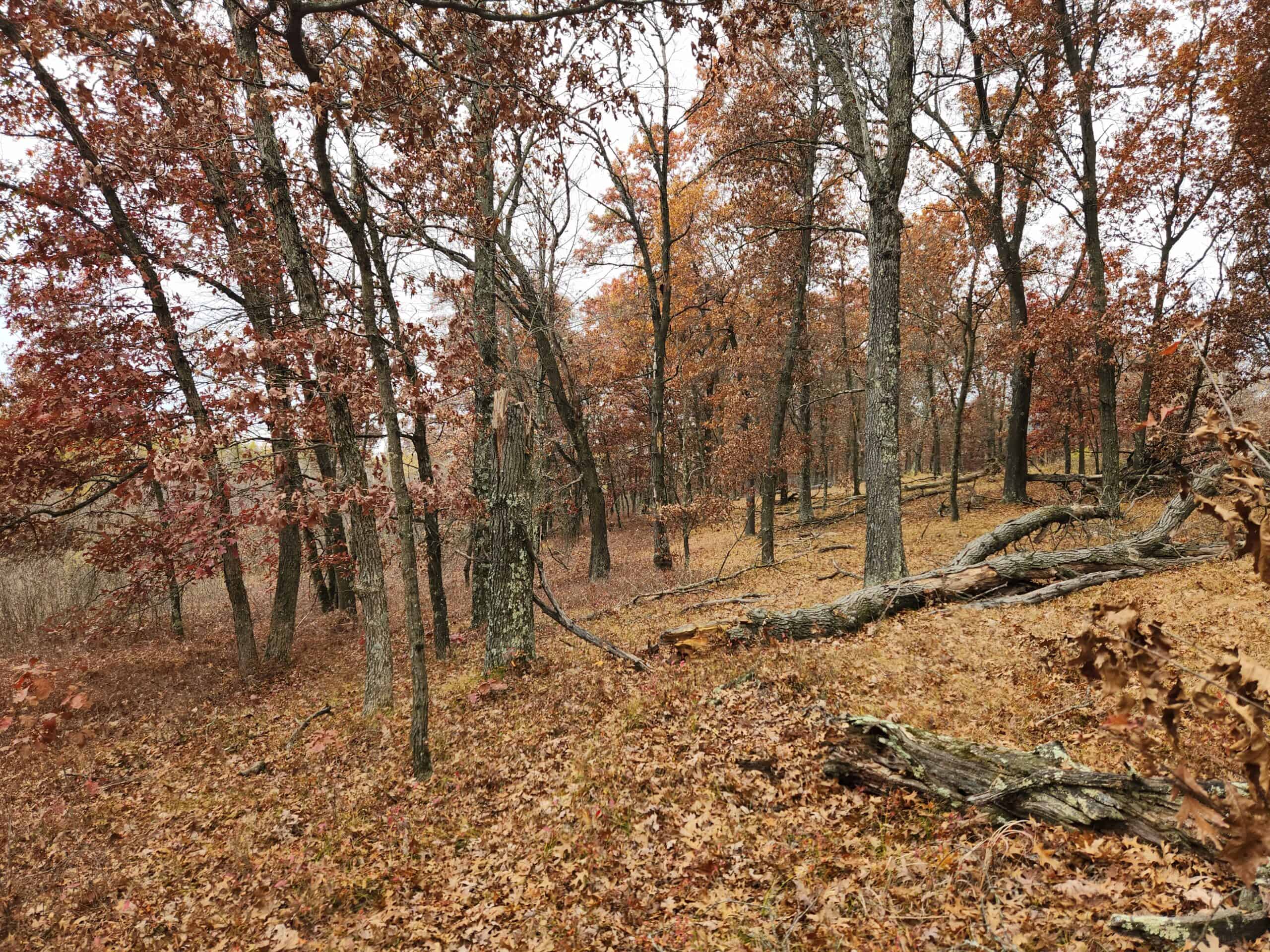 65 Acres in Adams WI to Hunt, Build and Camp