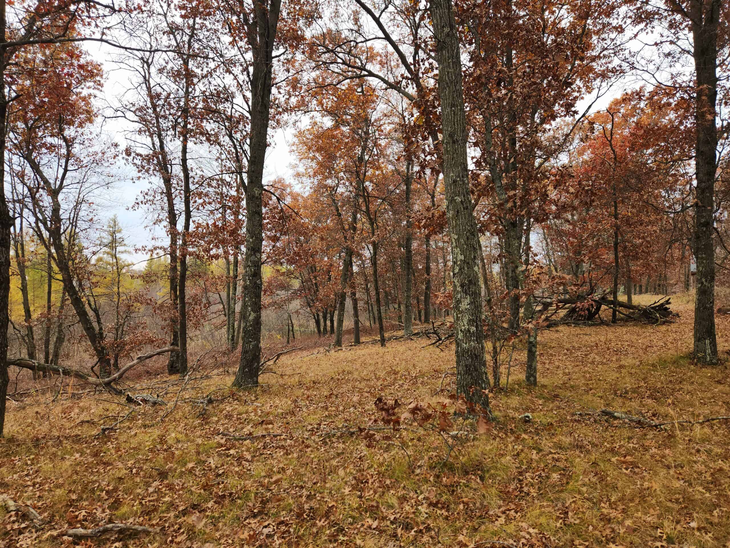 65 Acres in Adams WI to Hunt, Build and Camp