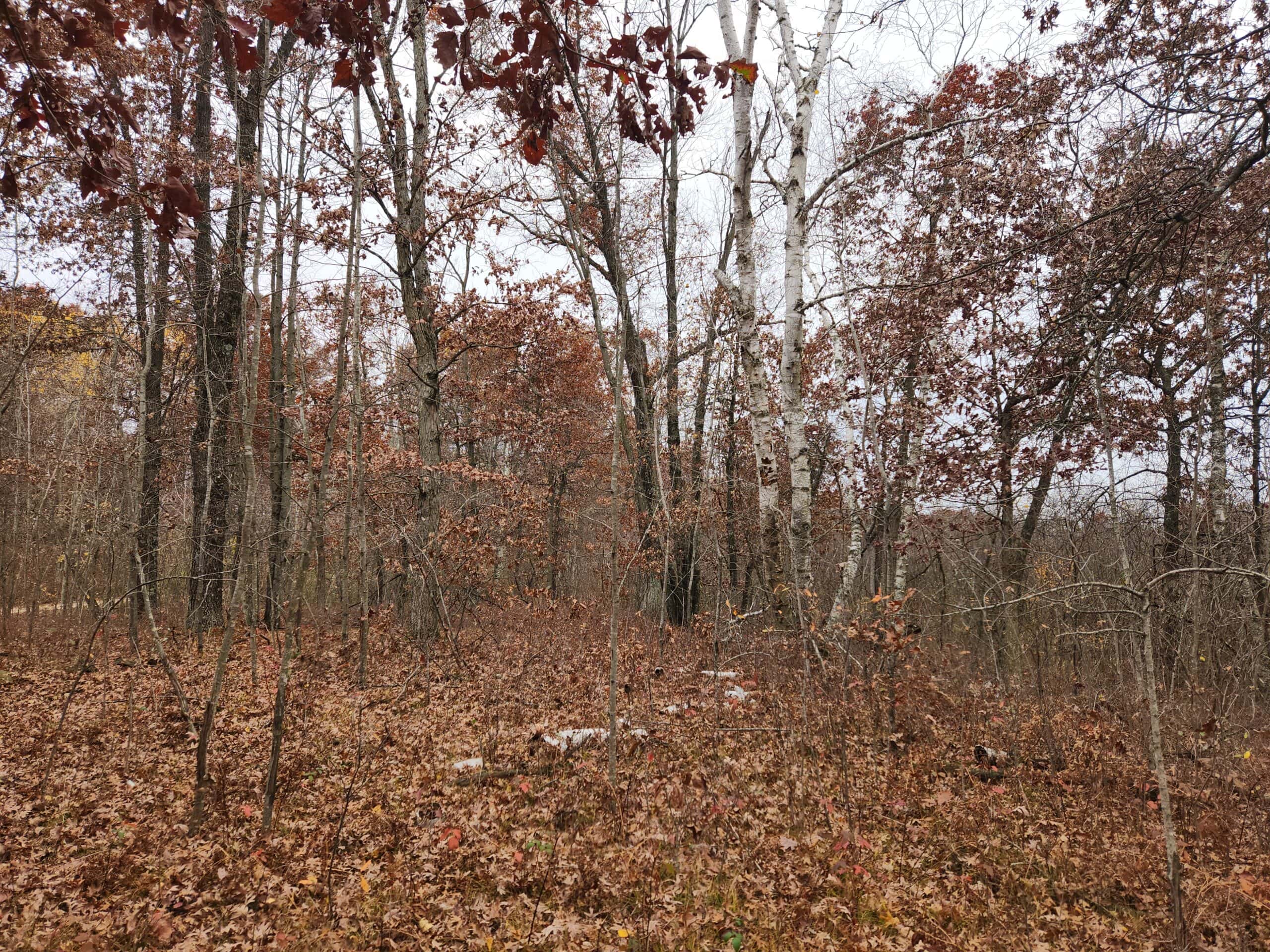 65 Acres in Adams WI to Hunt, Build and Camp
