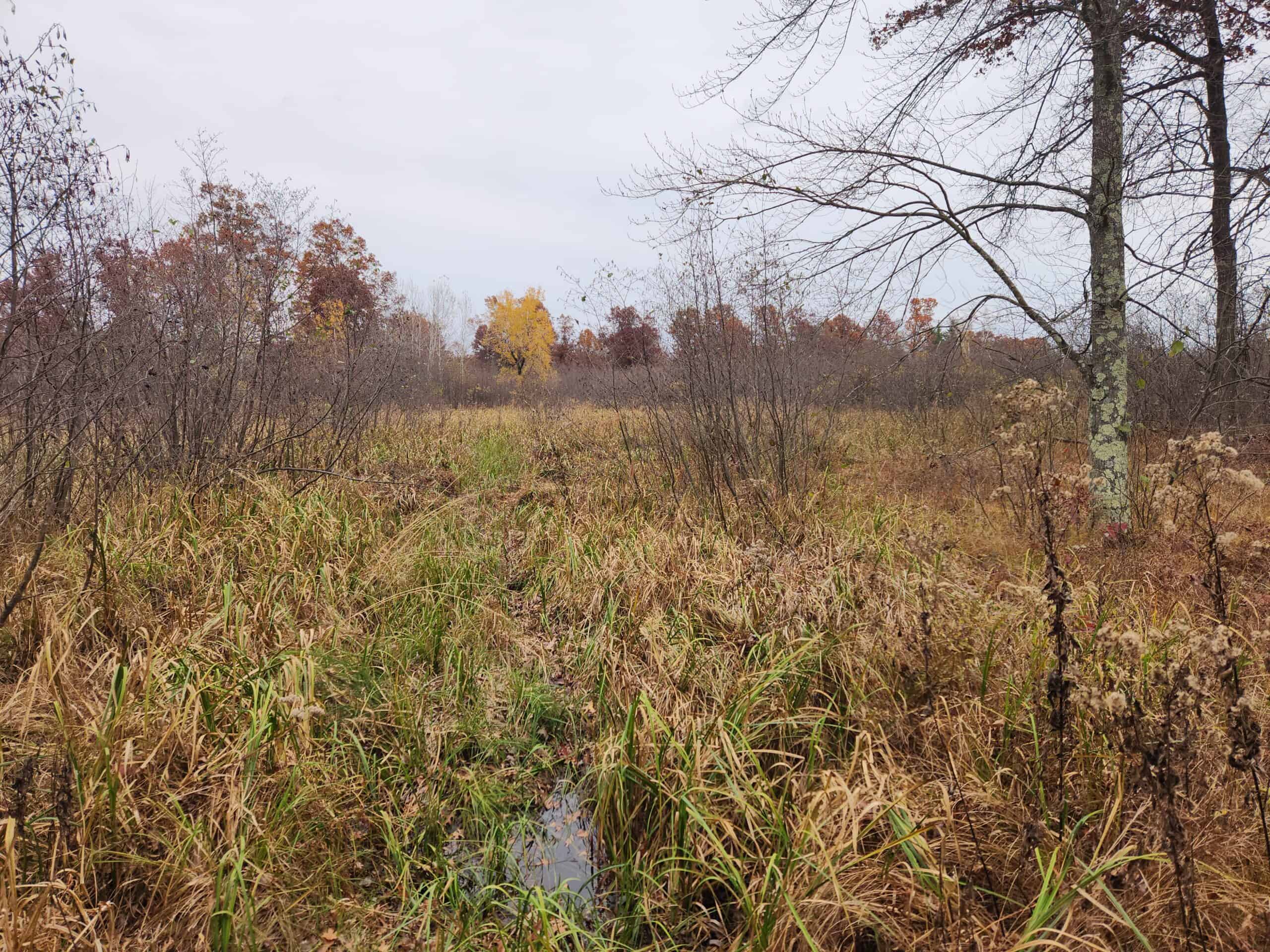65 Acres in Adams WI to Hunt, Build and Camp