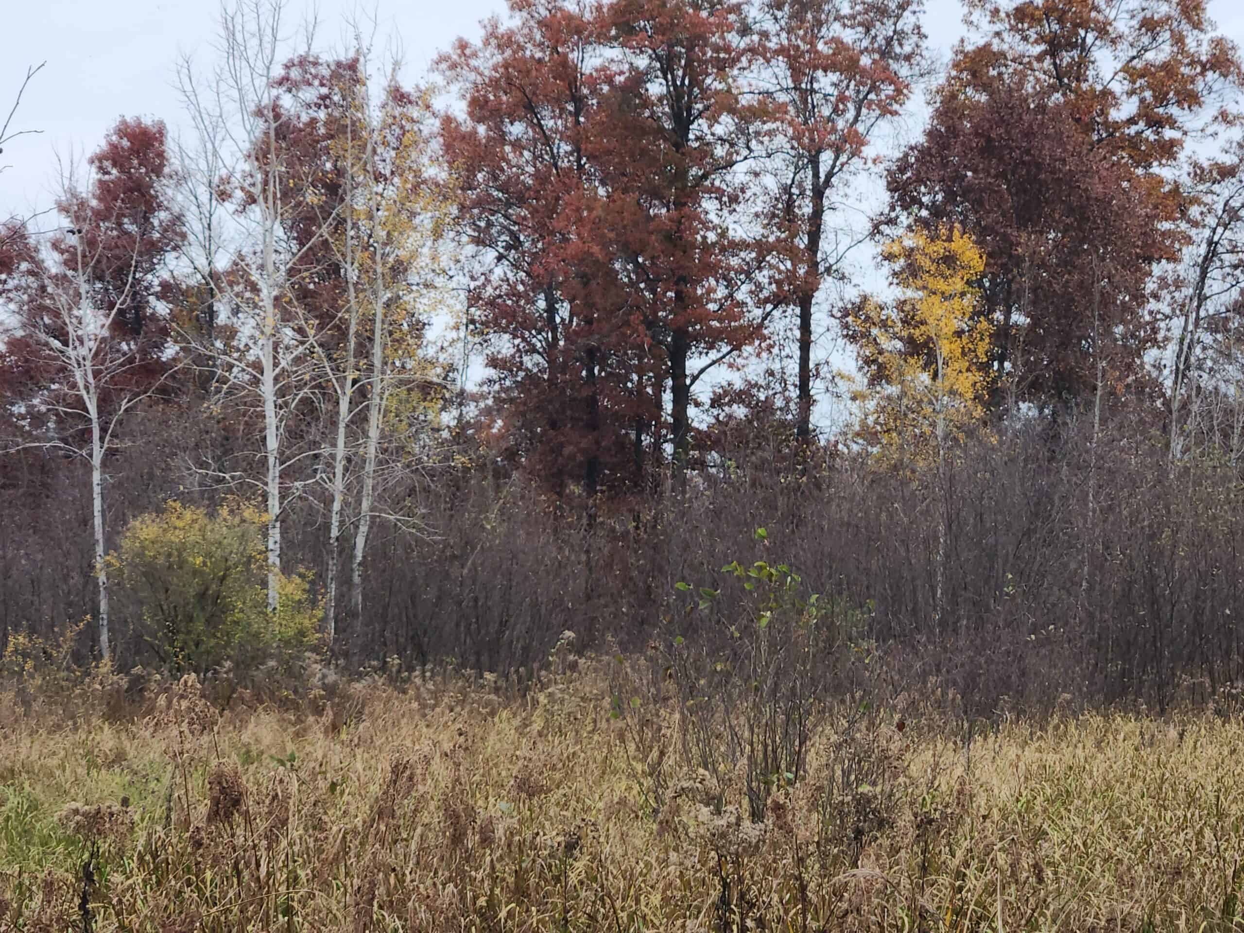 65 Acres in Adams WI to Hunt, Build and Camp
