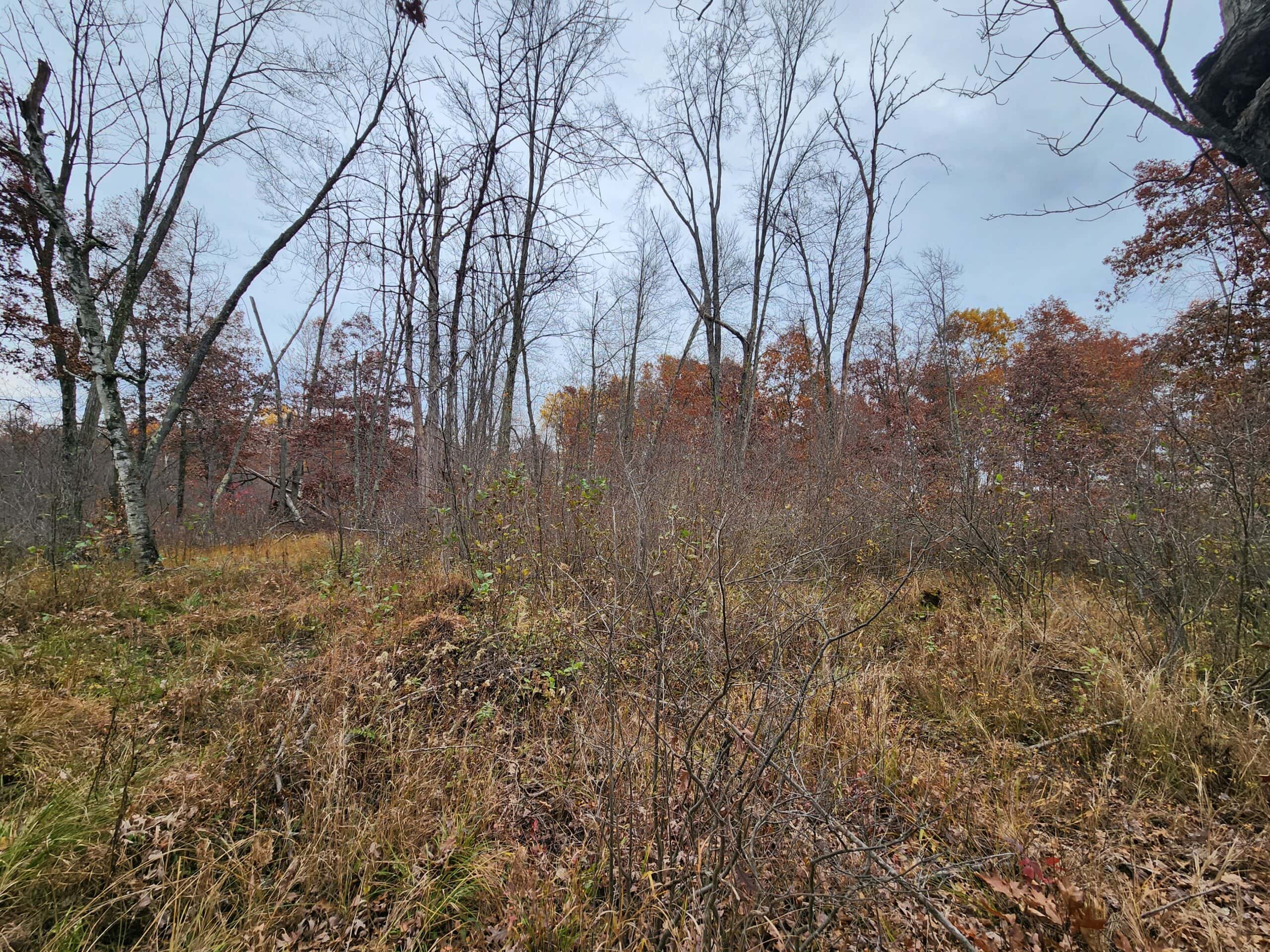 65 Acres in Adams WI to Hunt, Build and Camp