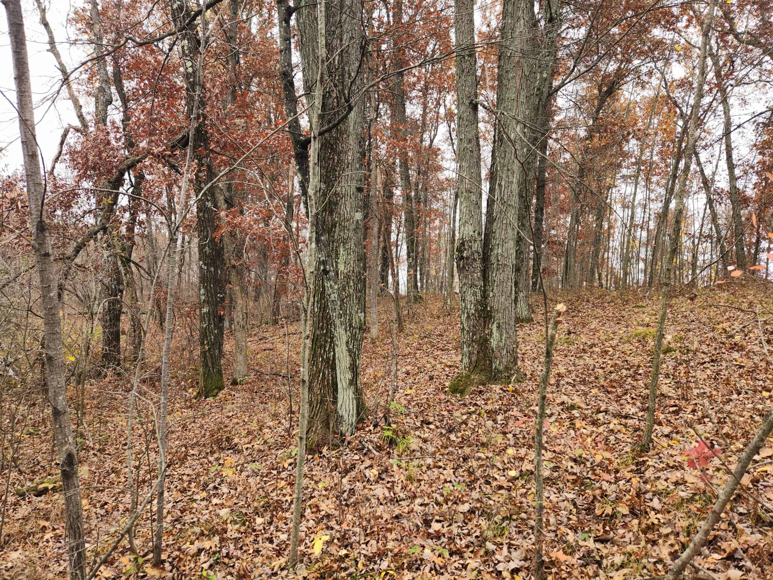 65 Acres in Adams WI to Hunt, Build and Camp