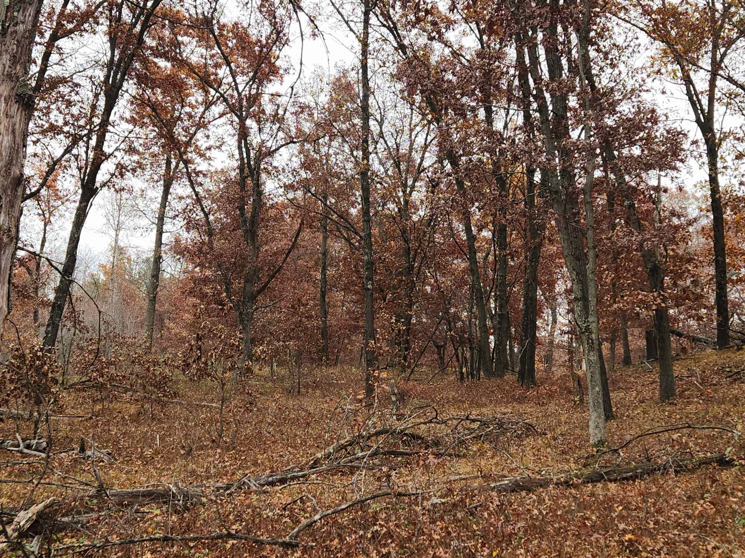 65 Acres in Adams WI to Hunt, Build and Camp