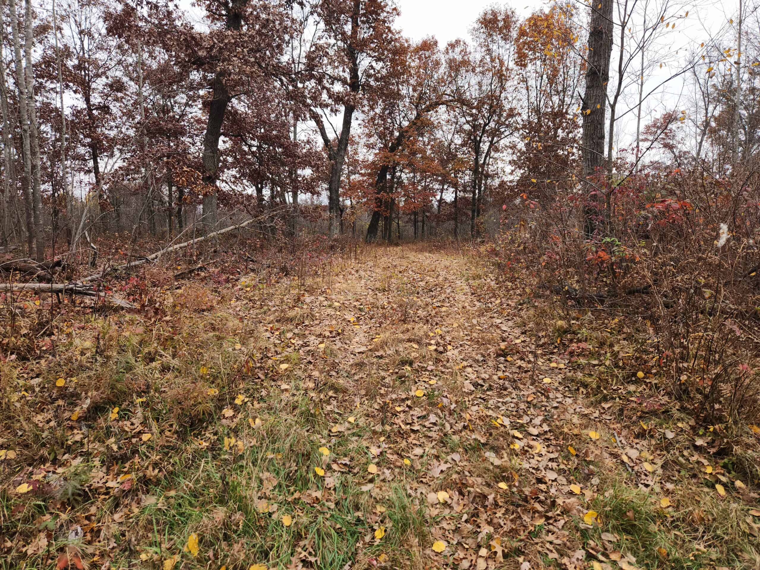 65 Acres in Adams WI to Hunt, Build and Camp