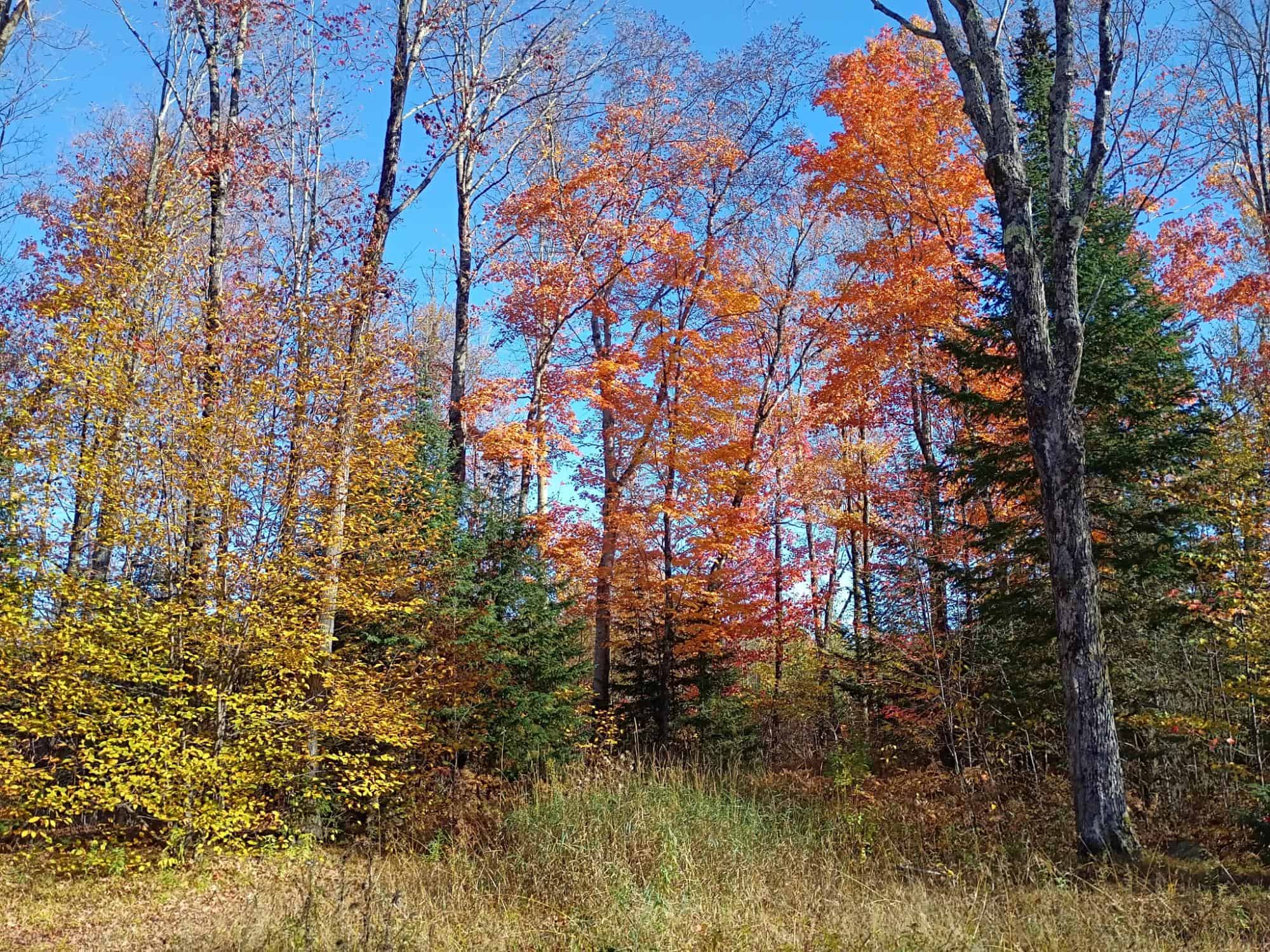 160 ± Acre Hunting Land with Camp Site Near Butternut, WI