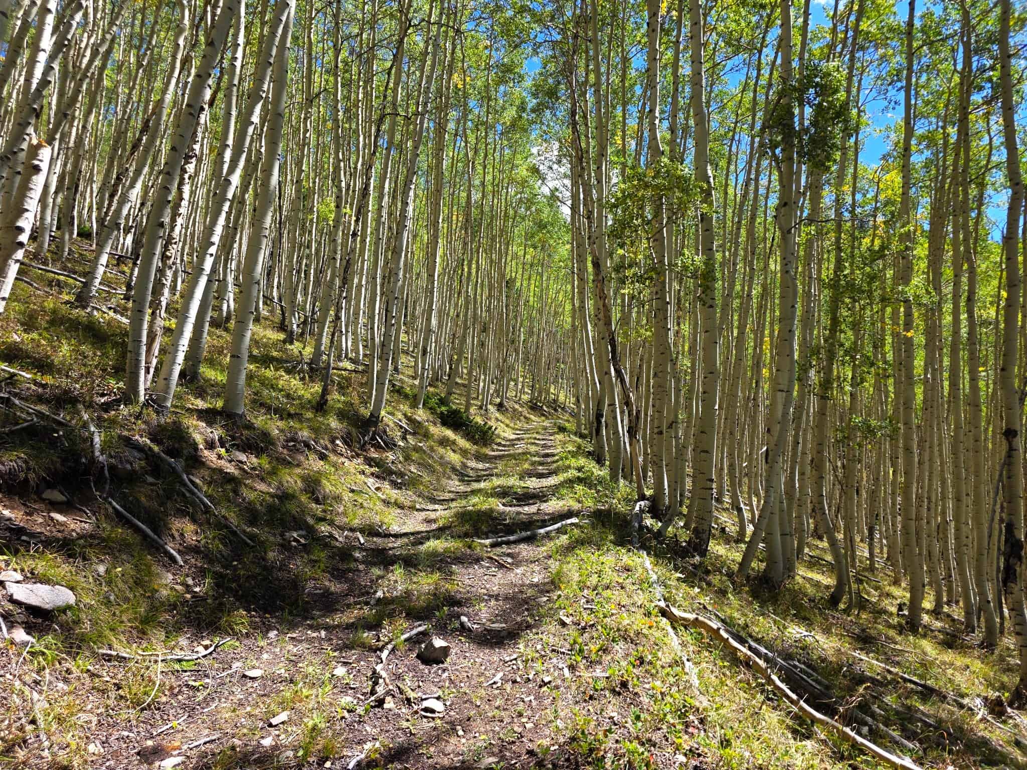 140 ± Acre Mountain Property for Sale in Whitepine, Colorado