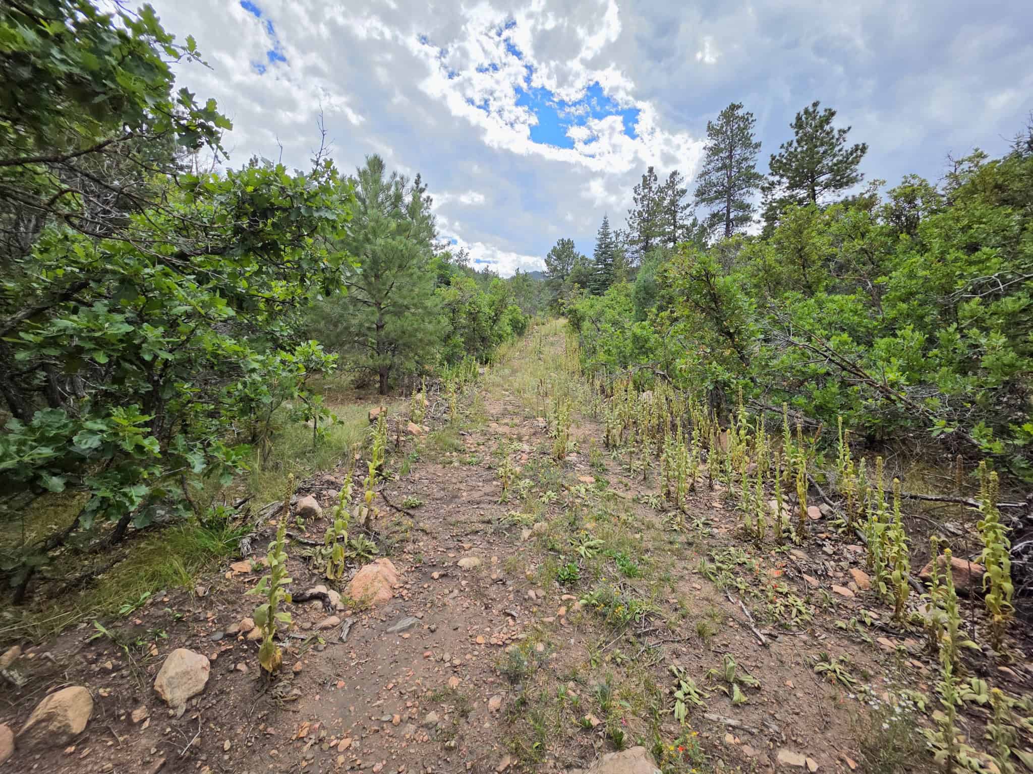 170.68 ± Acre Hunting Ranch by National Forest | Florence, CO