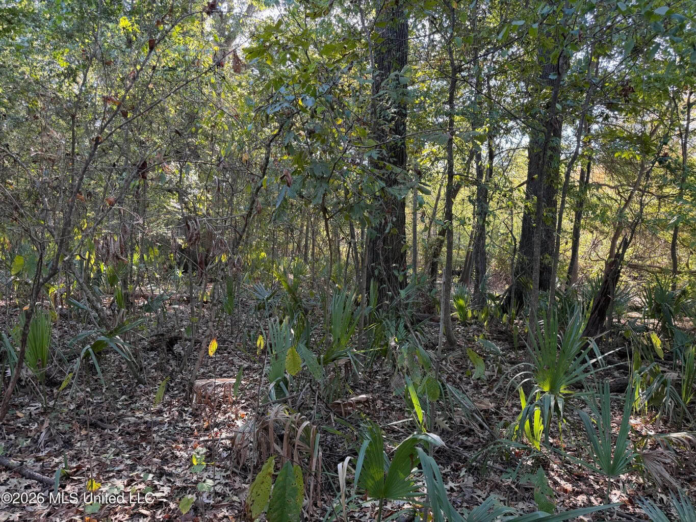 41.22 Acres MS Delta Duck Hunting
