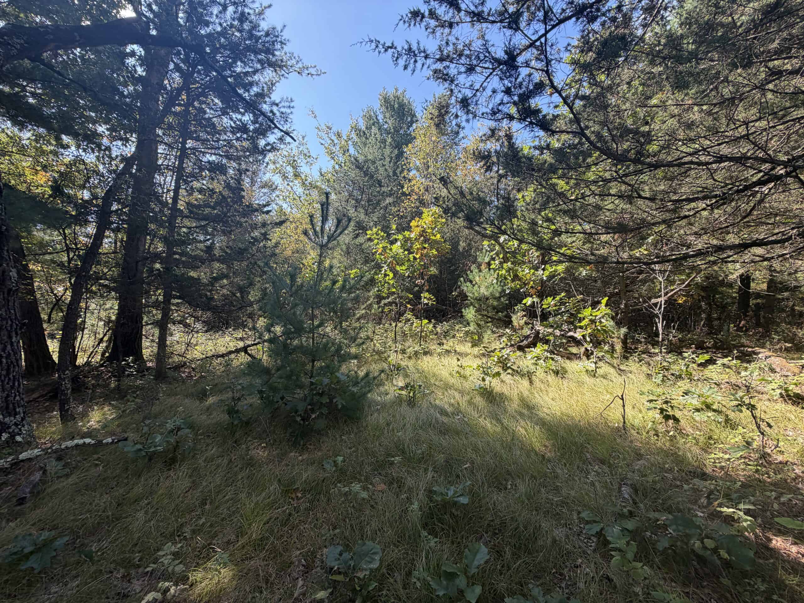 Buildable Hunting and Rec Property in Marquette County WI