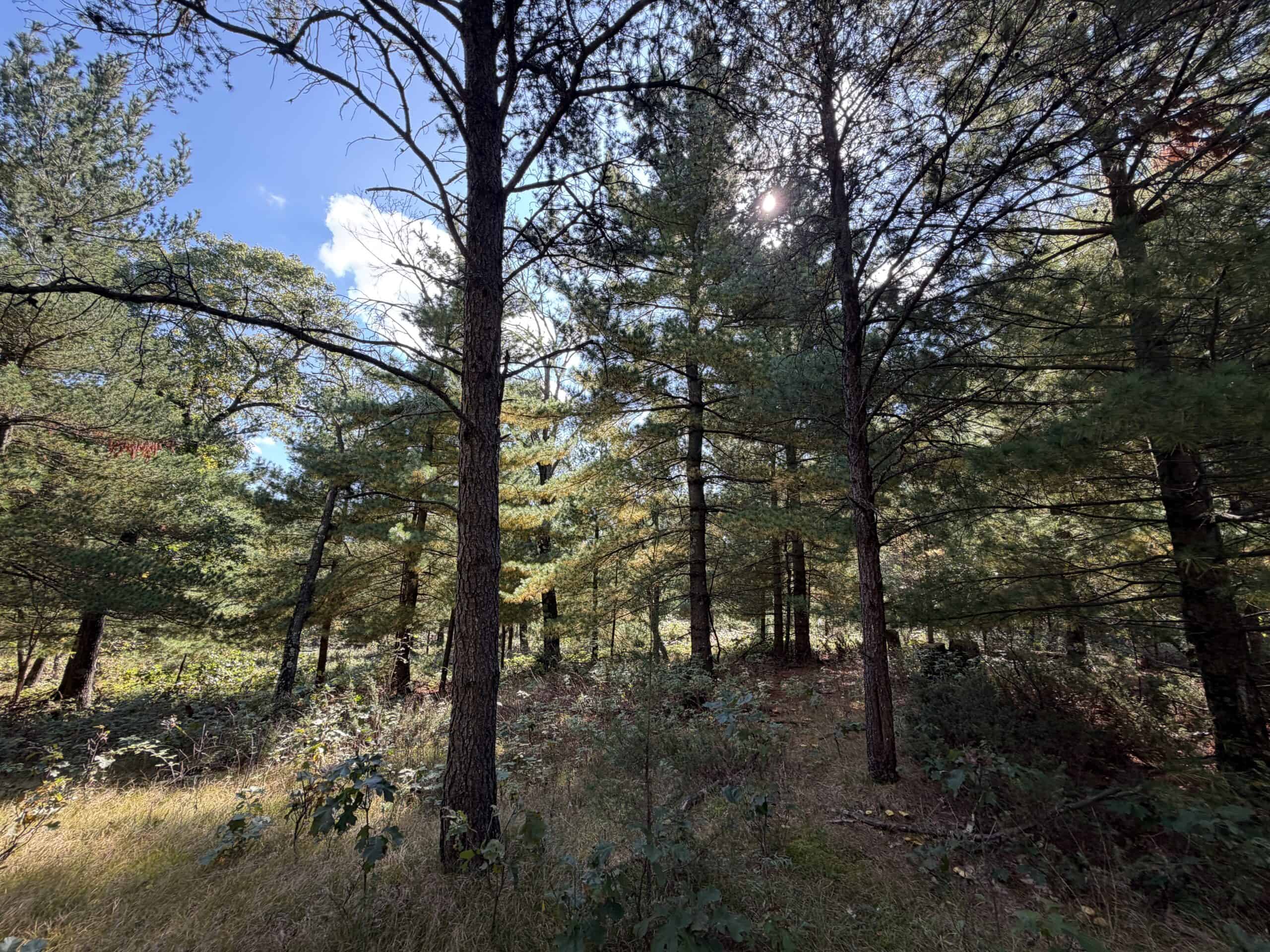 Buildable Hunting and Rec Property in Marquette County WI
