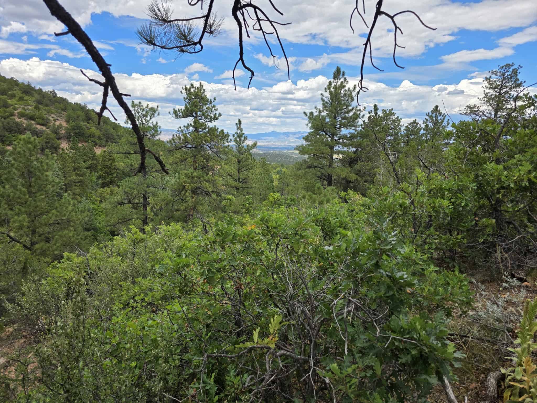 170.68 ± Acre Hunting Ranch by National Forest | Florence, CO
