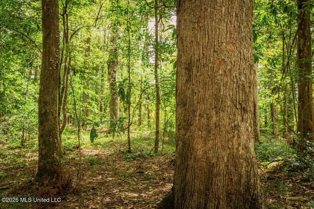 900 Acres for Sale – Hunter’s Paradise South Mississippi