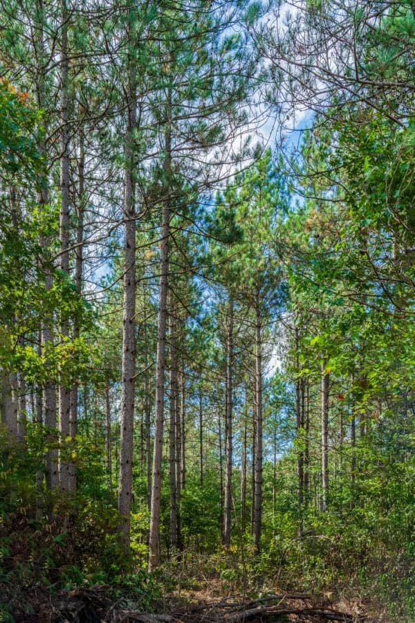 204.74± acres of premier recreational and hunting land in Eau Claire County