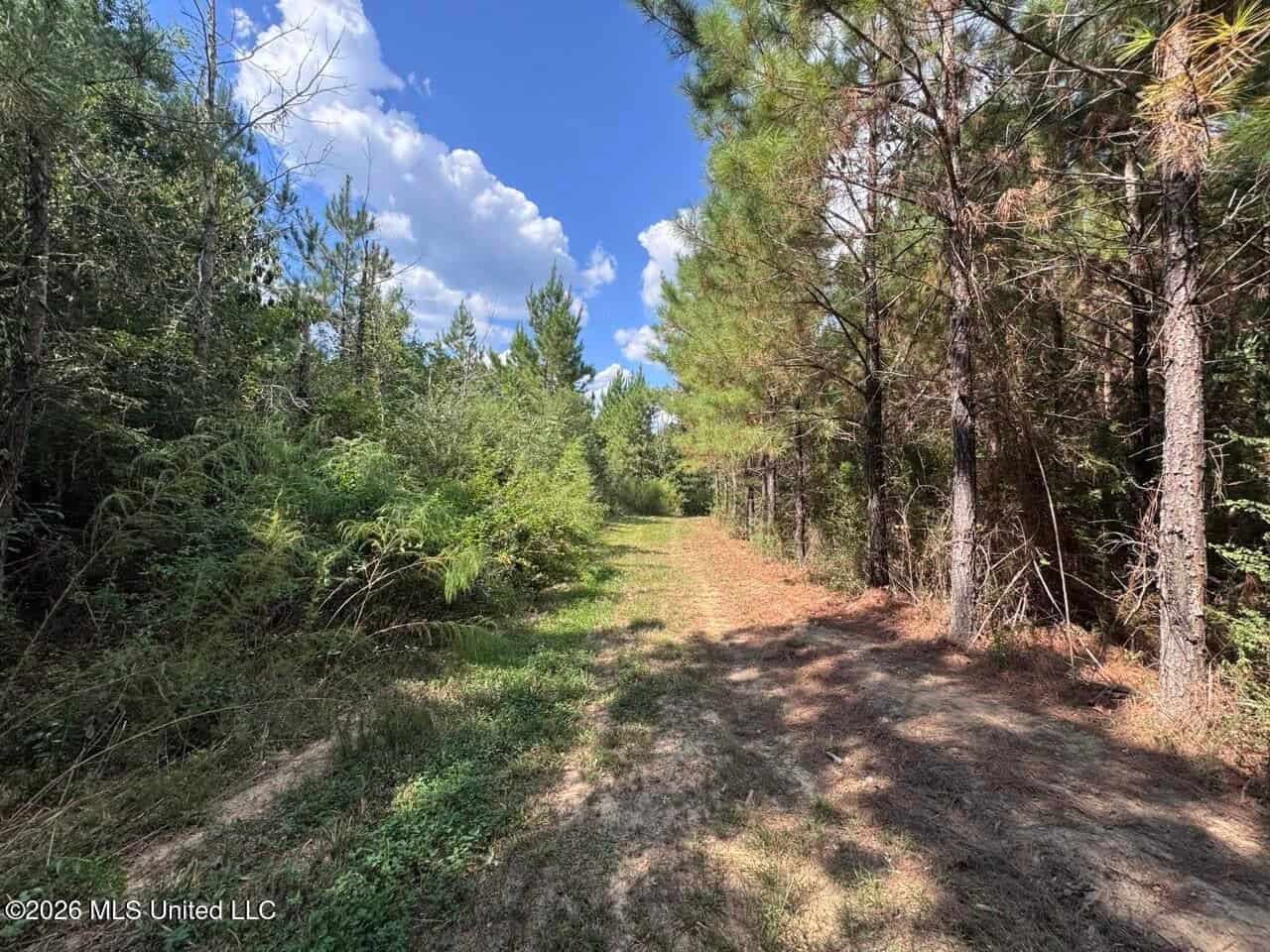 43± Acre Hunting Property in Amite County, MS