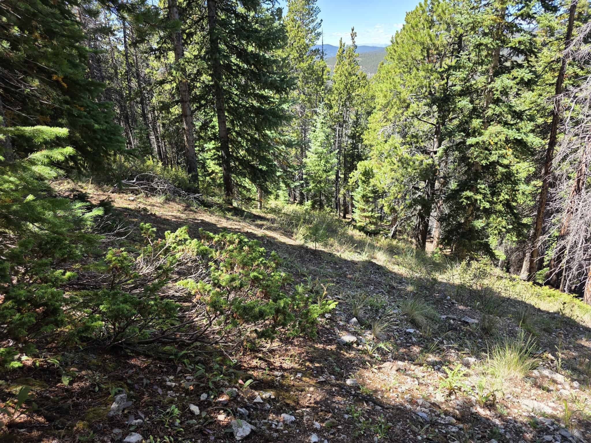 140 ± Acre Mountain Property for Sale in Whitepine, Colorado