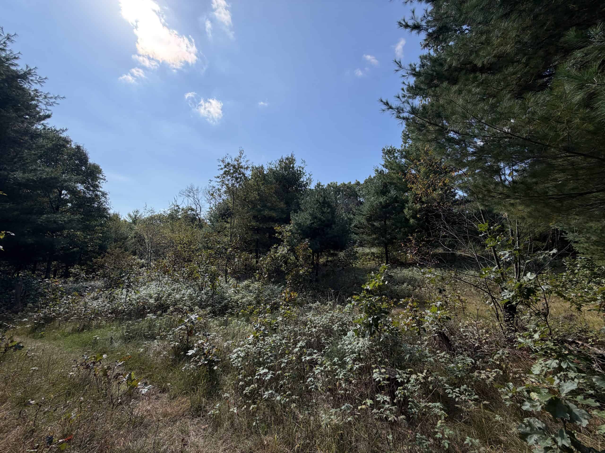 Buildable Hunting and Rec Property in Marquette County WI