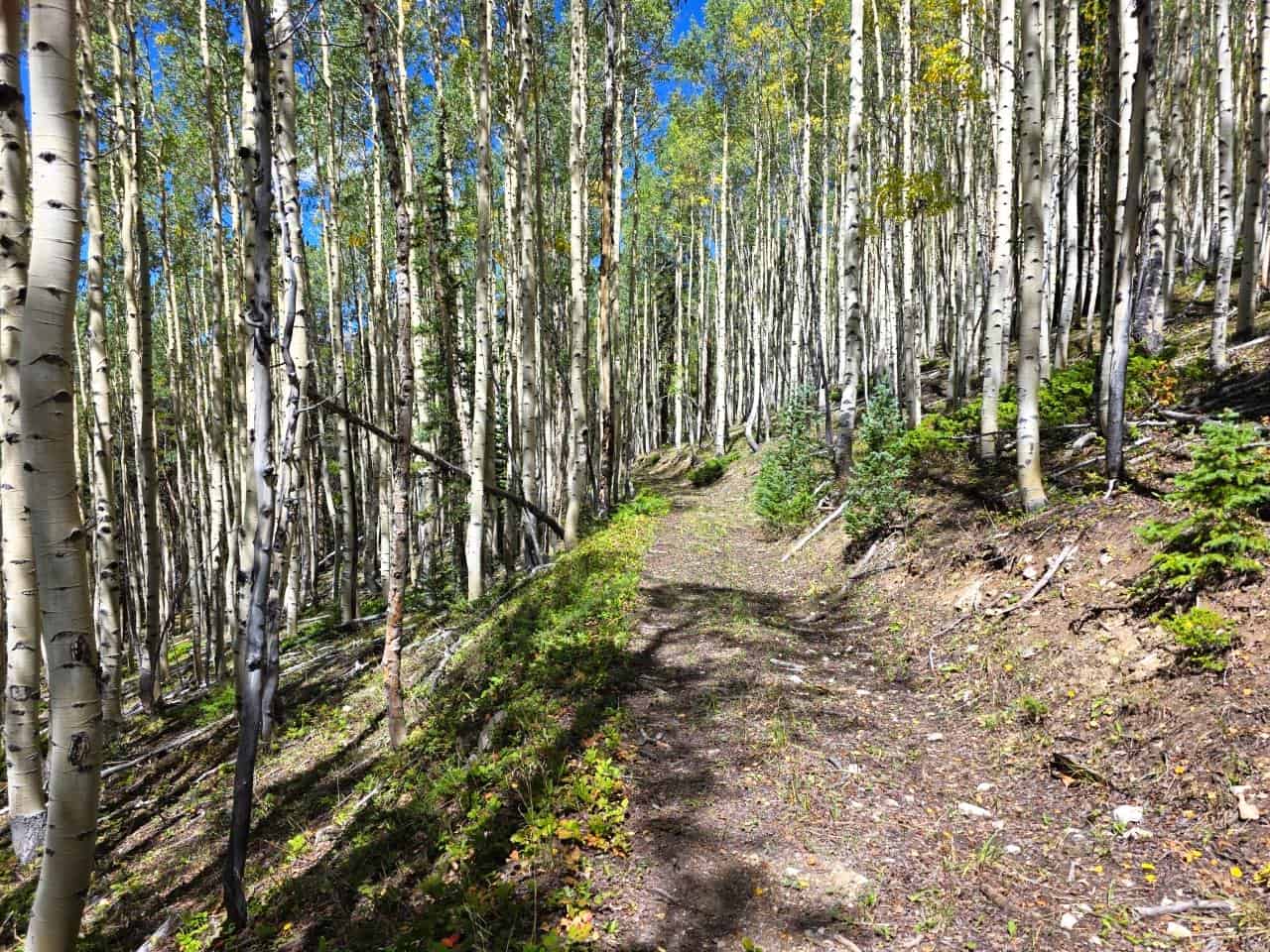 140 ± Acre Mountain Property for Sale in Whitepine, Colorado