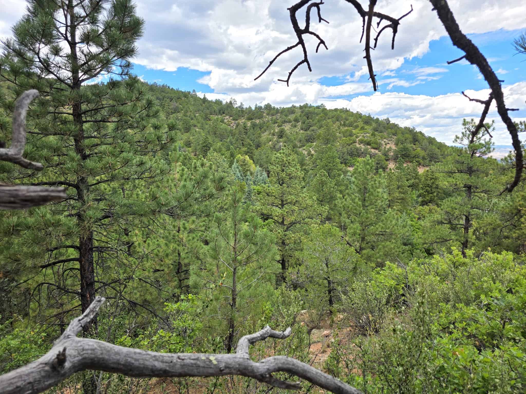 170.68 ± Acre Hunting Ranch by National Forest | Florence, CO