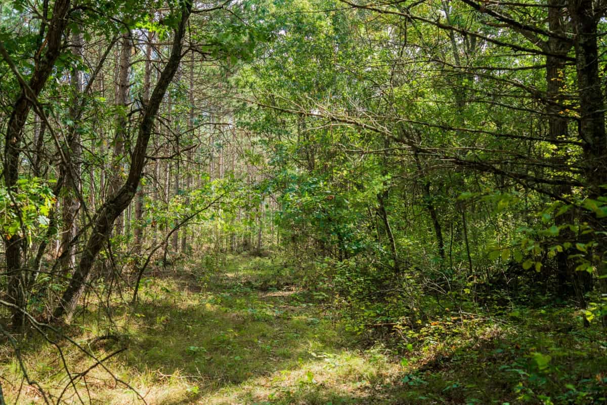204.74± acres of premier recreational and hunting land in Eau Claire County
