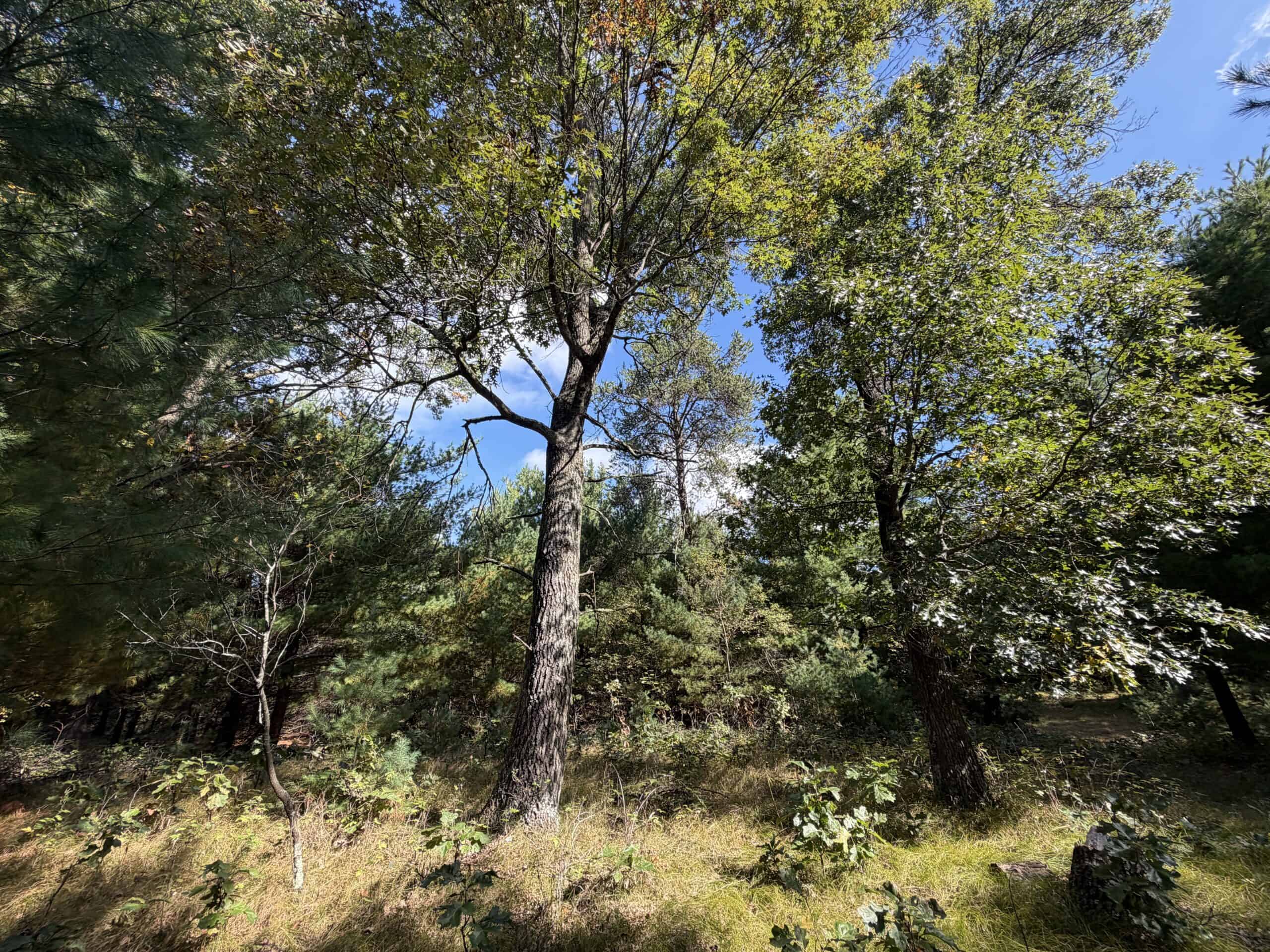 Buildable Hunting and Rec Property in Marquette County WI