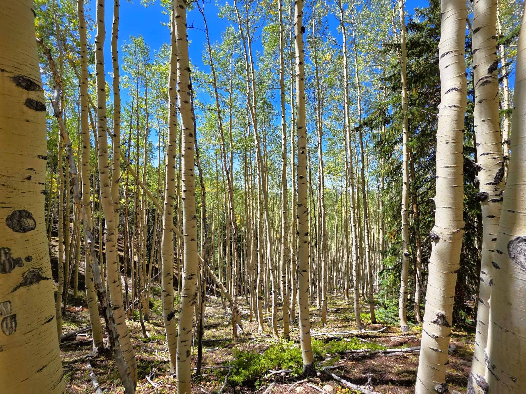 140 ± Acre Mountain Property for Sale in Whitepine, Colorado