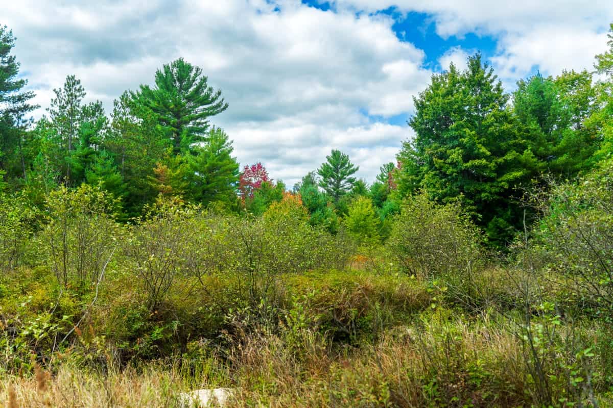 160+/- acres of Western Wisconsin hunting property Eau Claire Cty