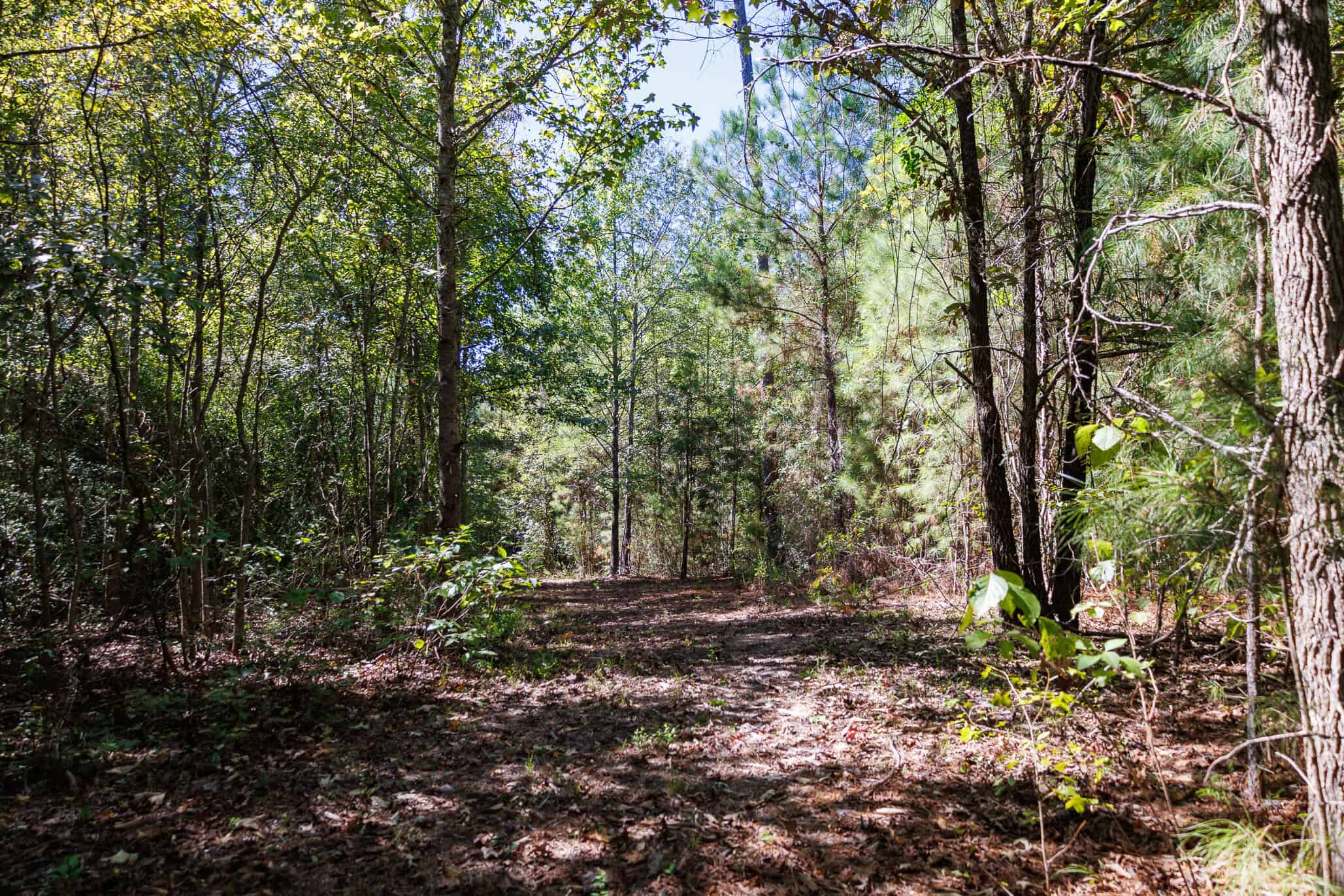 East Texas Recreational Land for Sale Gilmer TX Upshur County | Hunt & Timber
