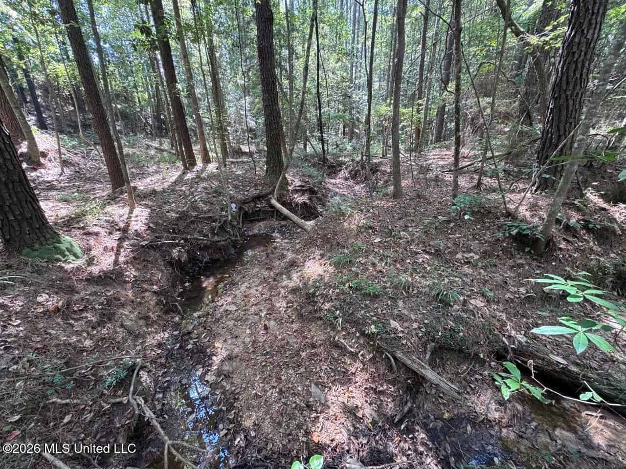 43± Acre Hunting Property in Amite County, MS
