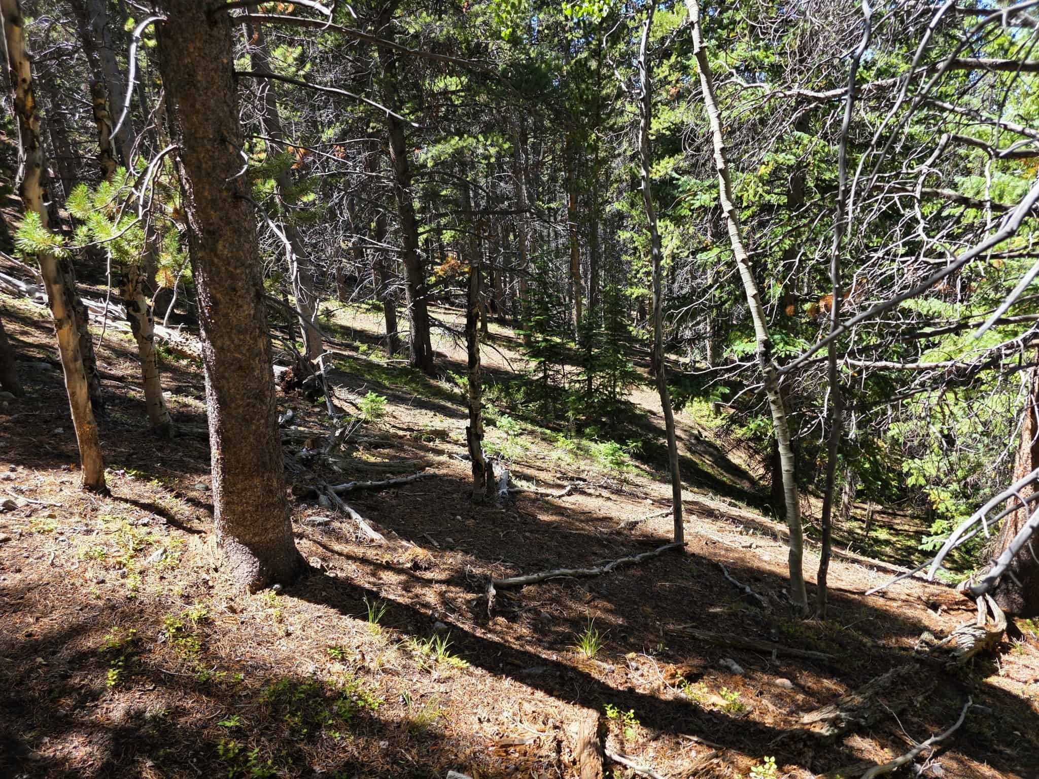 140 ± Acre Mountain Property for Sale in Whitepine, Colorado