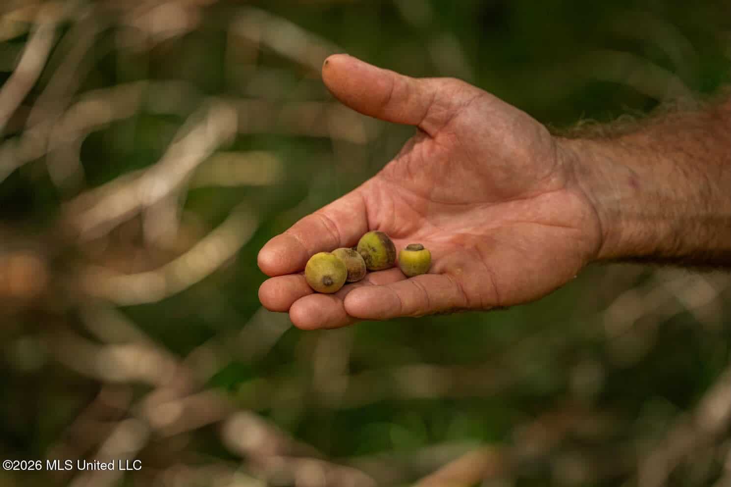 900 Acres for Sale – Hunter’s Paradise South Mississippi