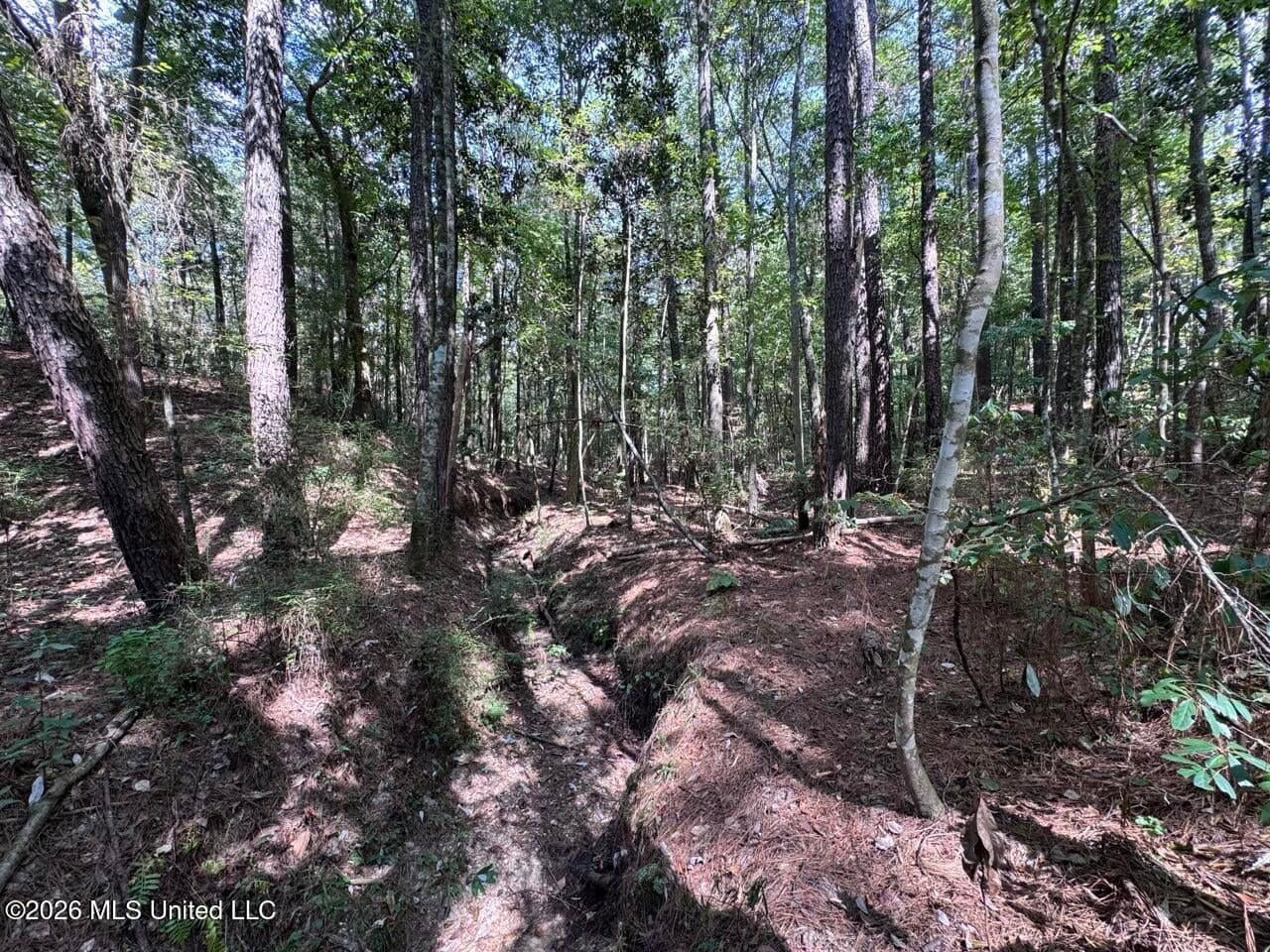 43± Acre Hunting Property in Amite County, MS