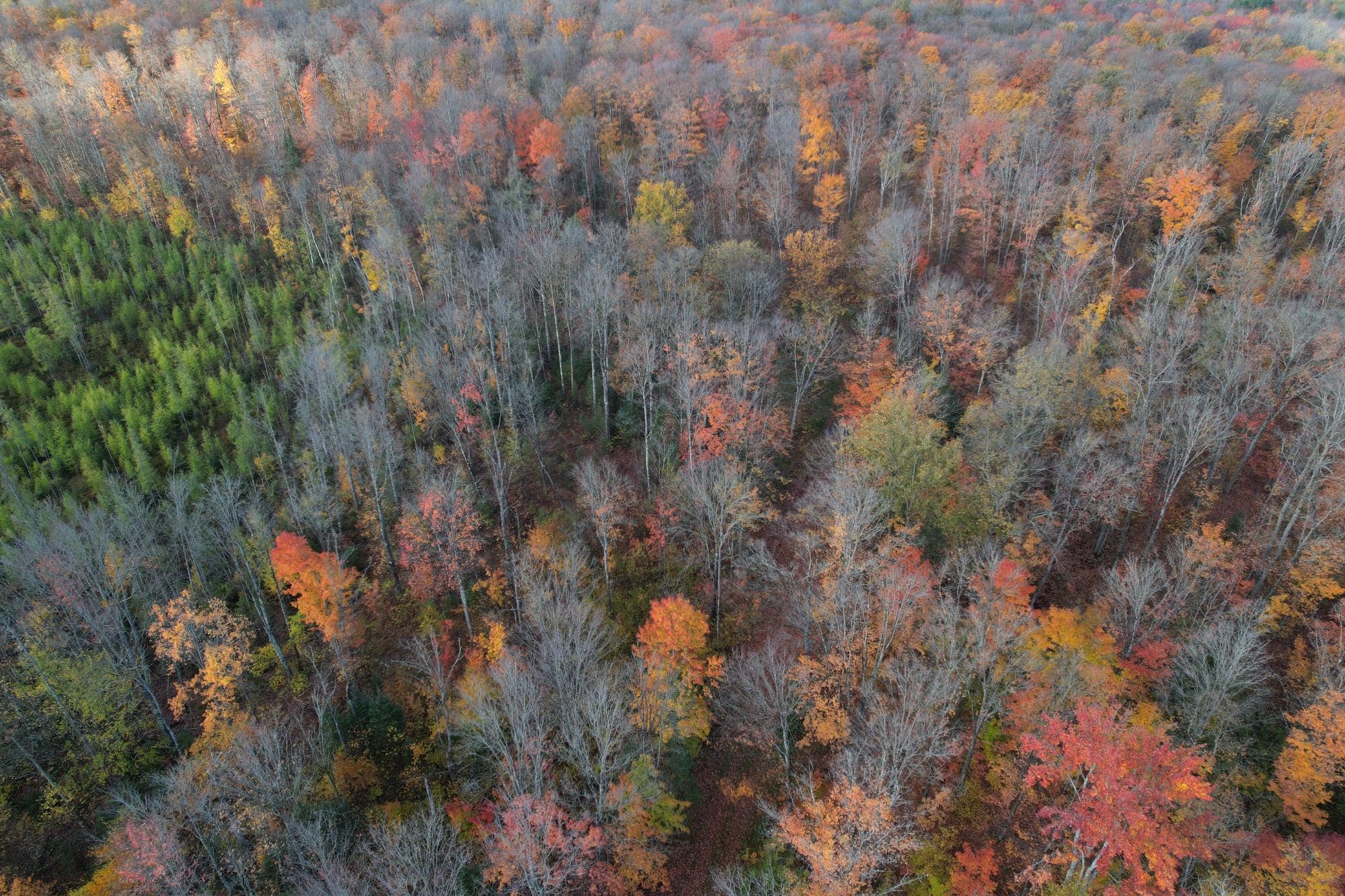 160 ± Acre Hunting Land with Camp Site Near Butternut, WI