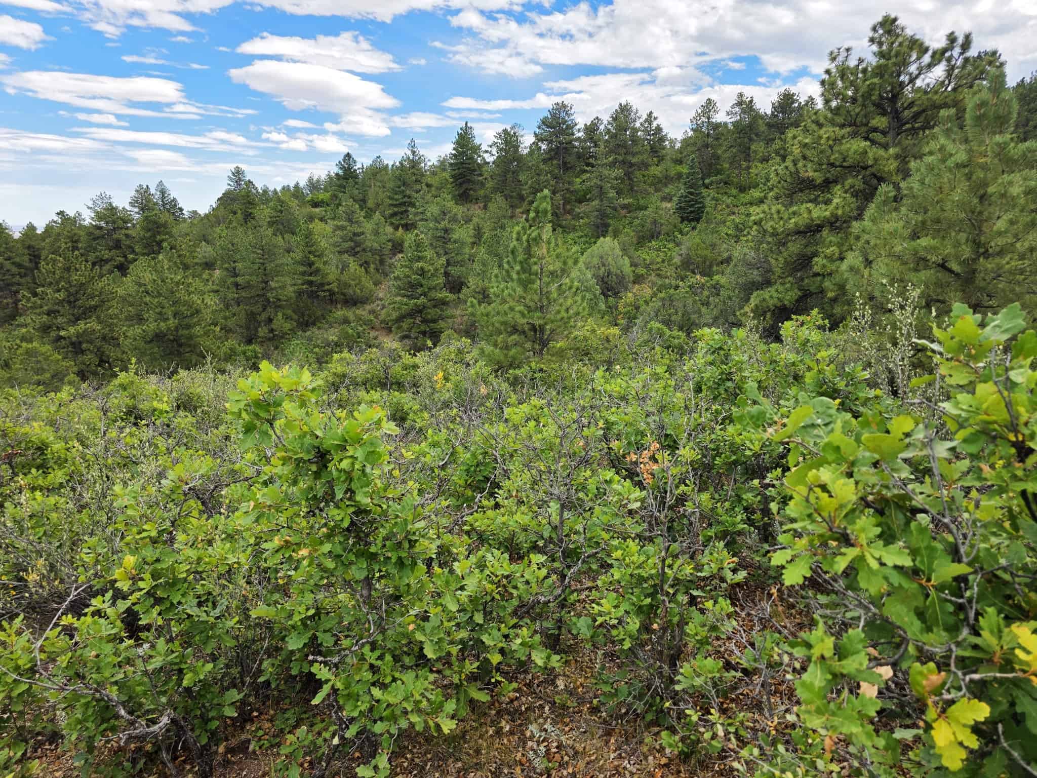 170.68 ± Acre Hunting Ranch by National Forest | Florence, CO