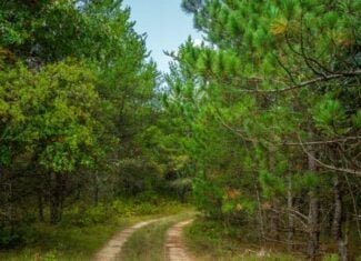 43± acre timbered tract off Horse Creek Road