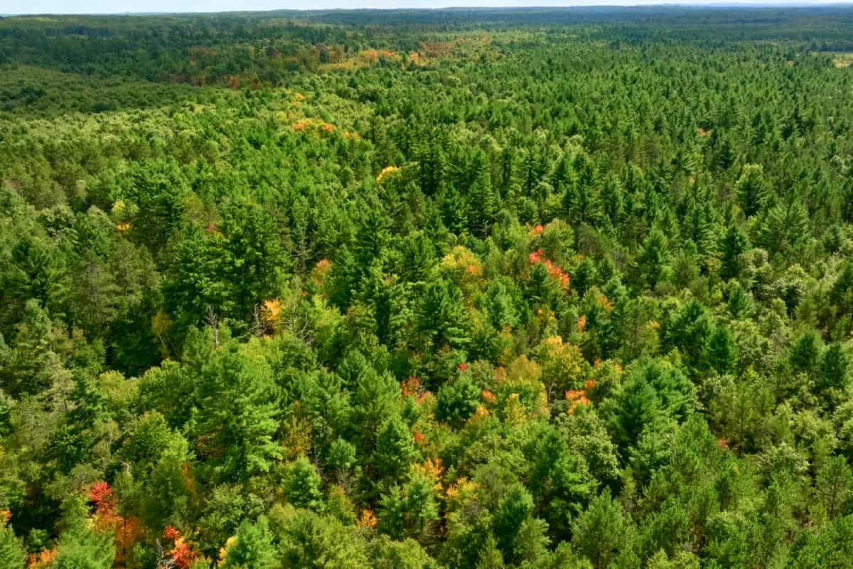 80± acres of heavily timbered recreational land featuring rolling terrain