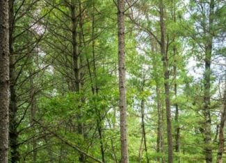 40± acres of timbered recreational land Augusta WI
