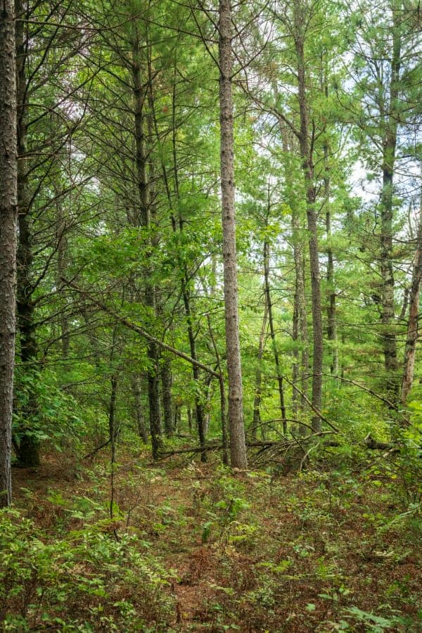40± acres of timbered recreational land Augusta WI