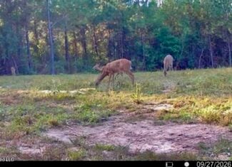 43± Acre Hunting Property in Amite County, MS