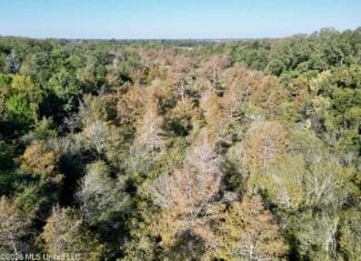 41.22 Acres MS Delta Duck Hunting