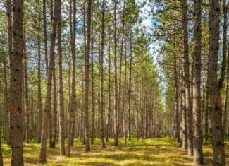 80 +/- Acres in Augusta Wisconsin