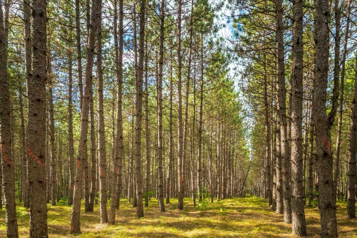 80 +/- Acres in Augusta Wisconsin