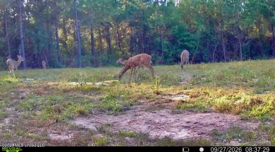 43± Acre Hunting Property in Amite County, MS