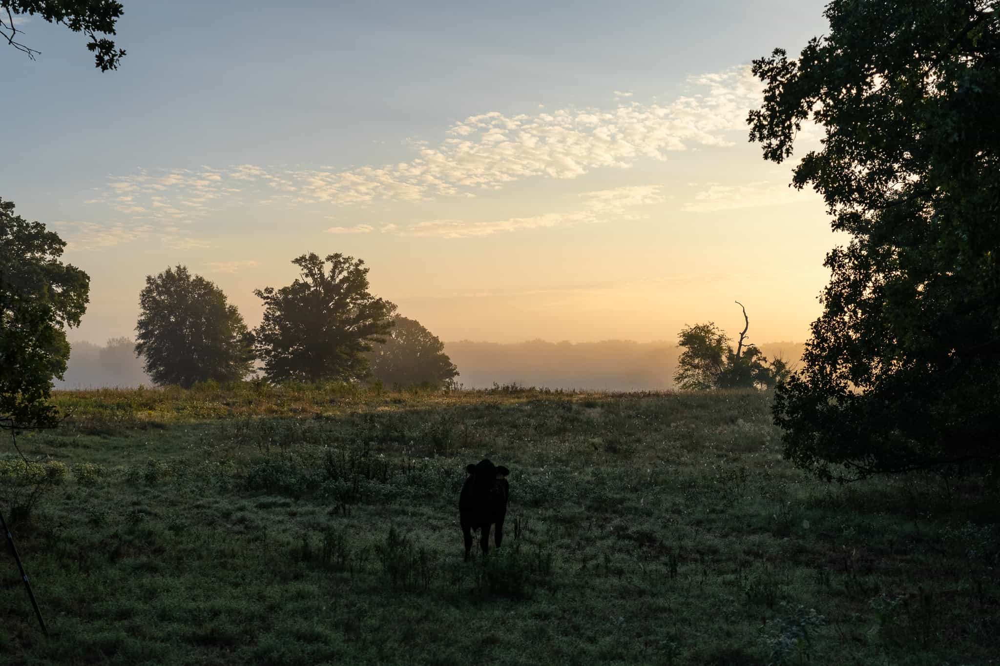 126-Acre Recreational Ranch for Sale in Mineola Texas Wood County